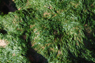 Enteromorpha pic1