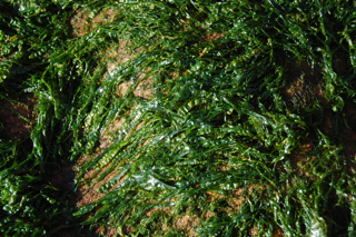 Enteromorpha pic2