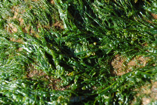 Enteromorpha pic3
