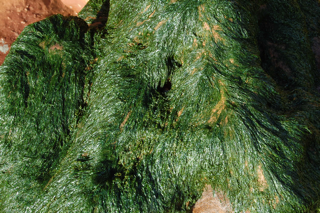Enteromorpha pic4
