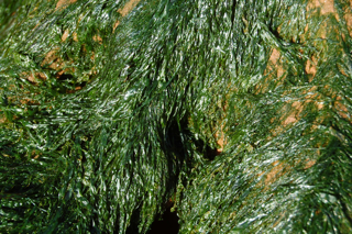 Enteromorpha pic5