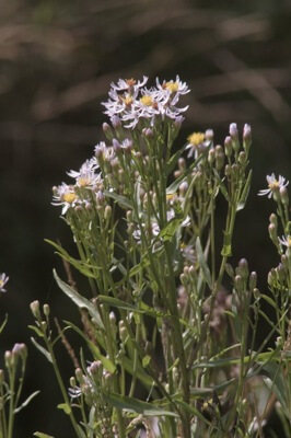 Post image for Edible Sea Aster