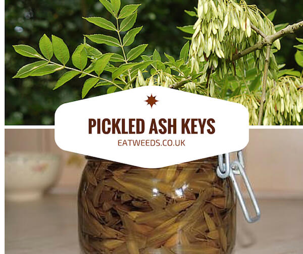 Pickled Ash Keys