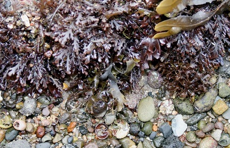 Seaweed Harvest