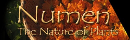 Numen Film Review