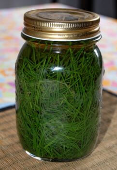 Pine Needle Recipe