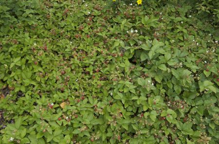Wild Strawberry