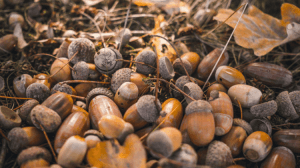 Acorns: A Forgotten Superfood