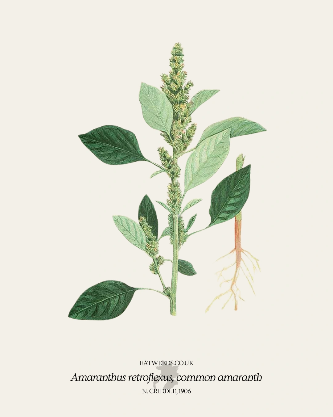 Common Amaranth - A Foraging Guide to Its Food, Medicine and Other Uses