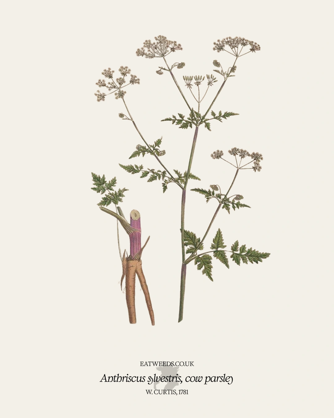Cow Parsley – A Foraging Guide to Its Food, Medicine and Other Uses