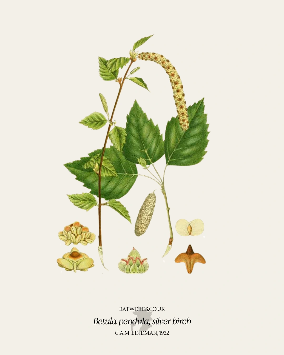 Birch - A Foraging Guide to Its Food, Medicine and Other Uses