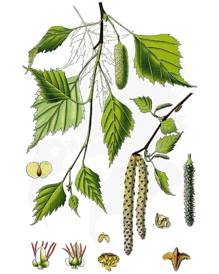 Birch - A Foraging Guide to Its Food, Medicine and Other Uses