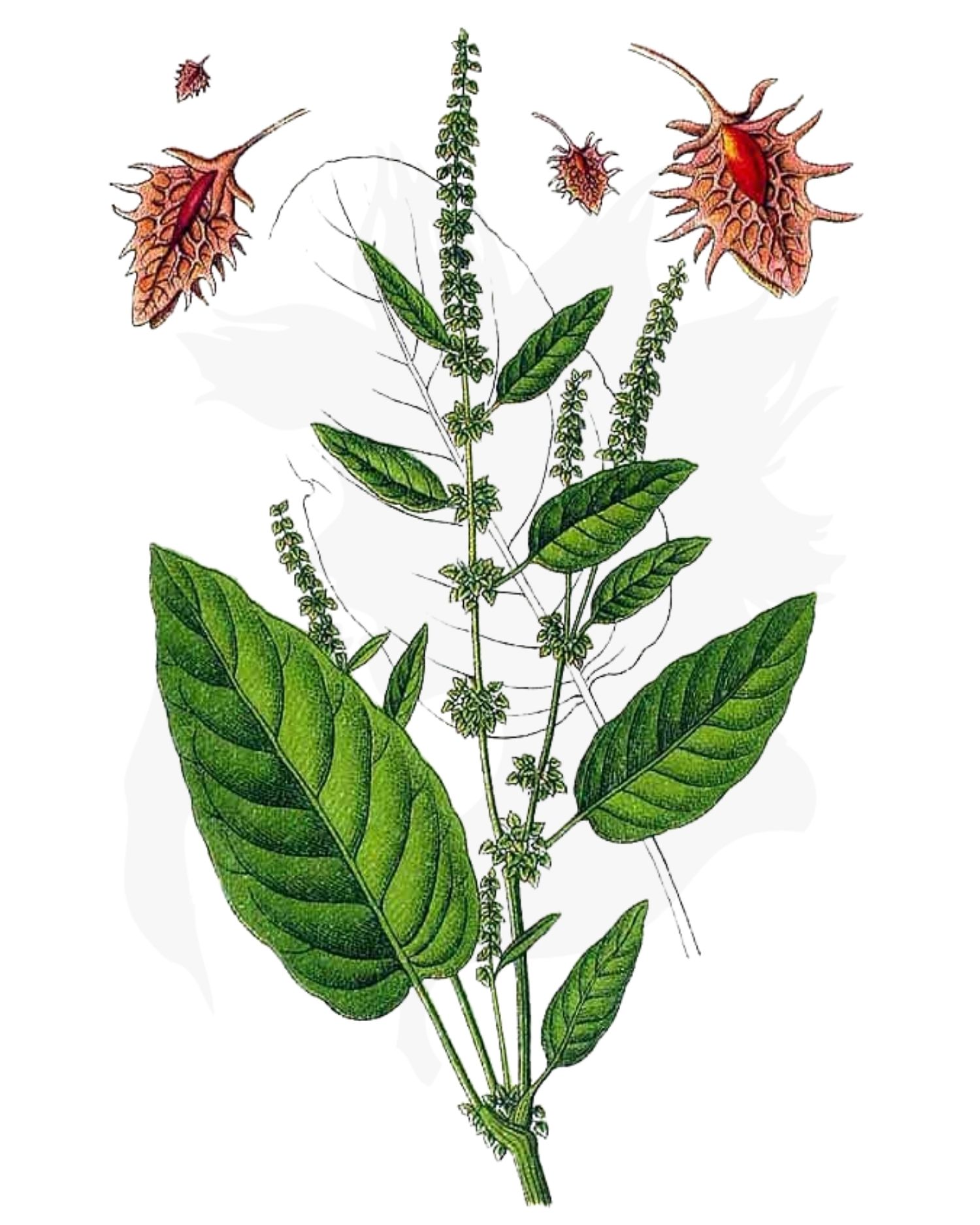 Dock - A Foraging Guide to Its Food, Medicine and Other Uses