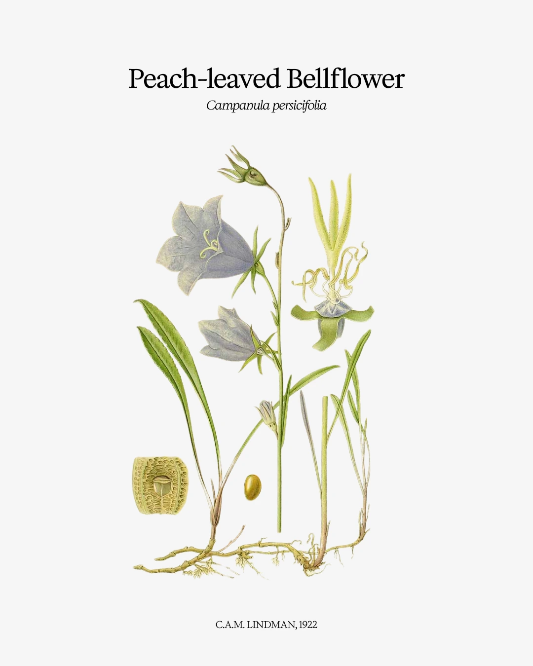 Edible and medicinal uses of Peached leaved bellflower