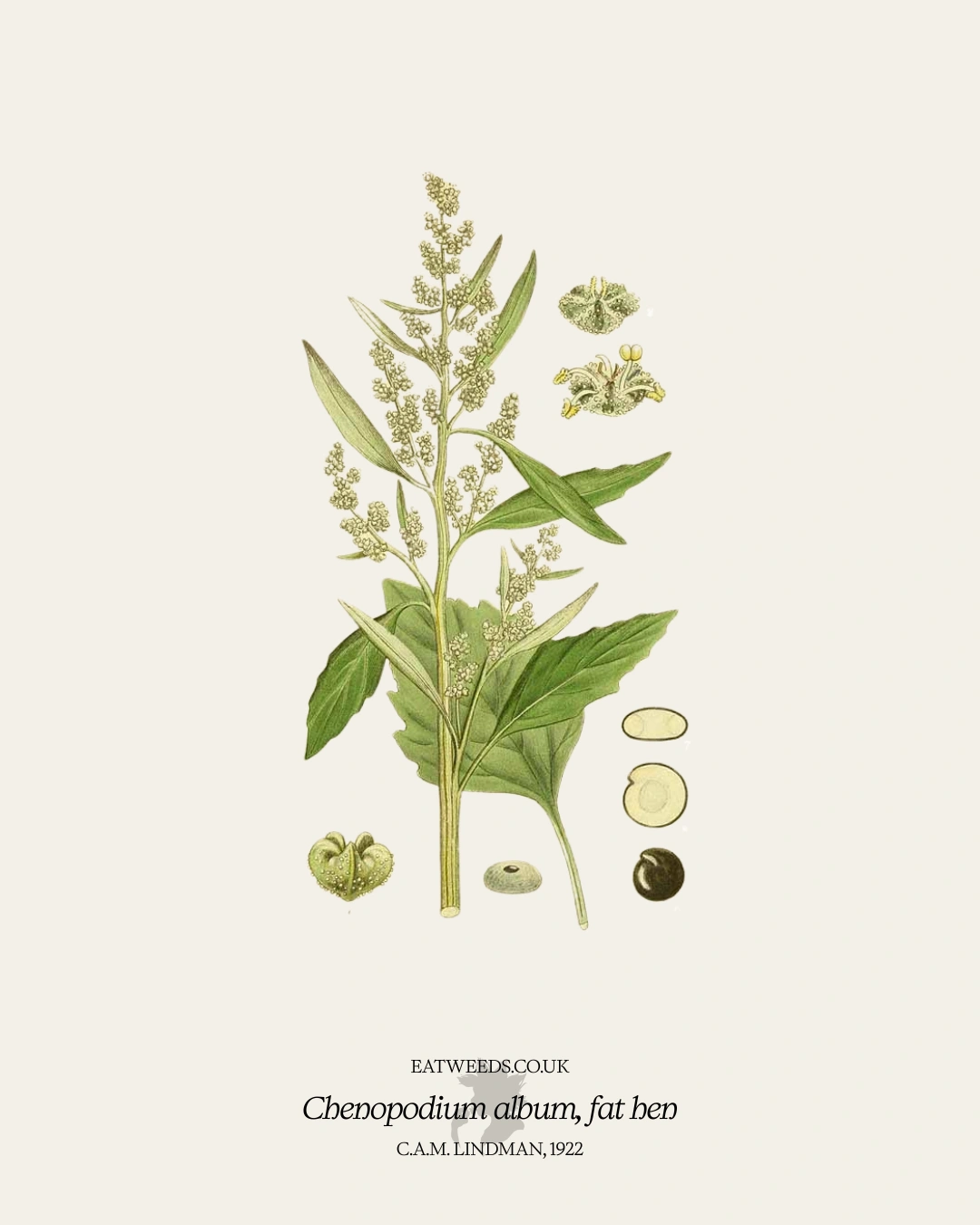 Fat hen: A foraging guide to its food and medicine