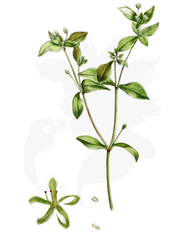 Chickweed - A Foraging Guide to Its Food, Medicine and Other Uses