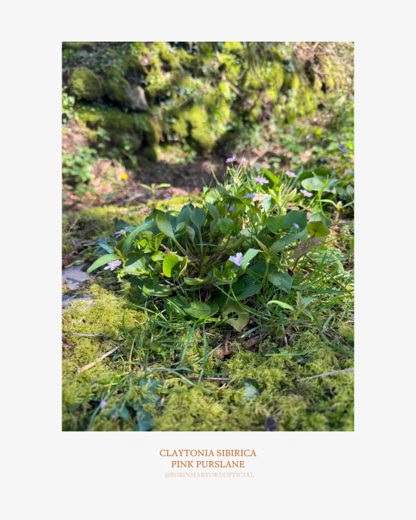 How to Identify Pink Purslane