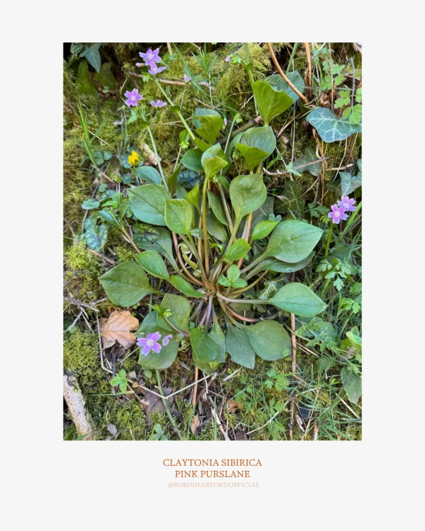 How to Identify Pink Purslane