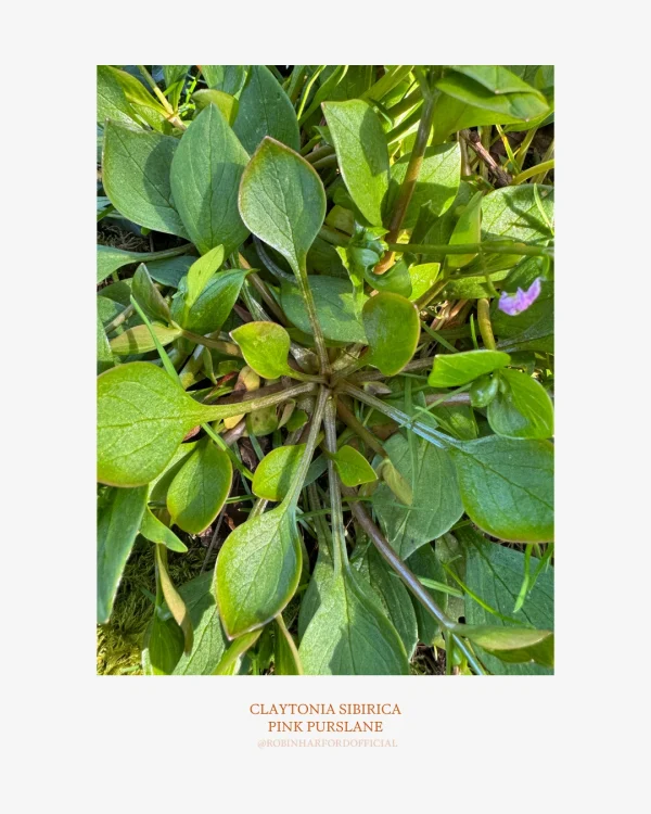 How to Identify Pink Purslane