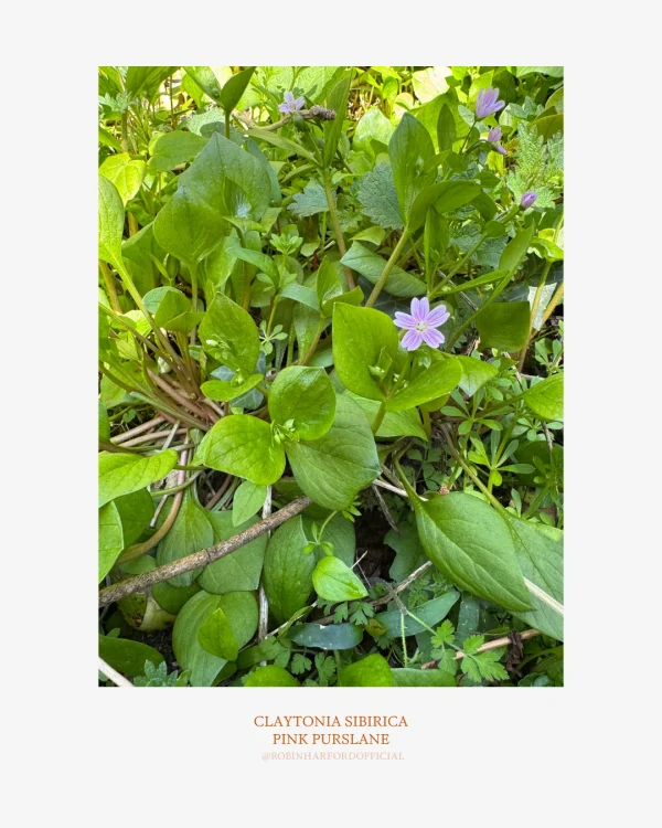 How to Identify Pink Purslane