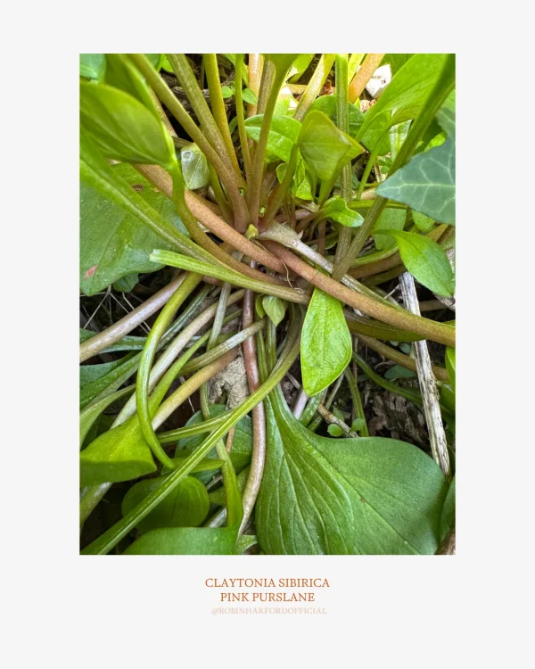 How to Identify Pink Purslane