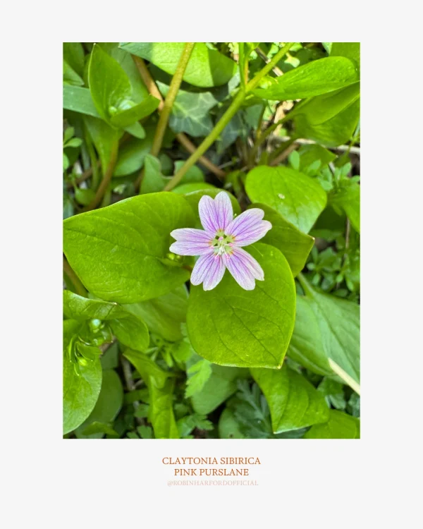 How to Identify Pink Purslane