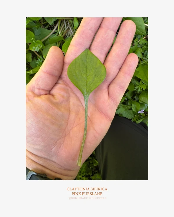 How to Identify Pink Purslane