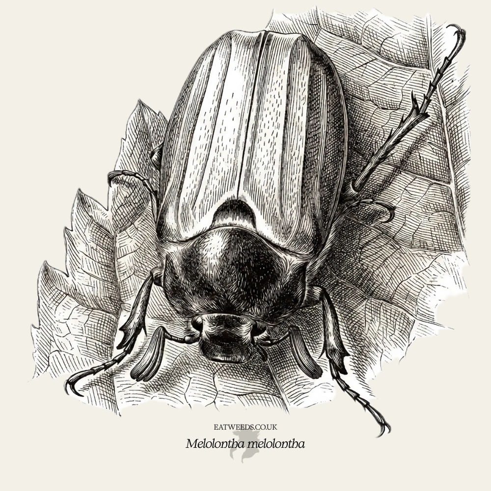 Cockchafer Soup Recipe