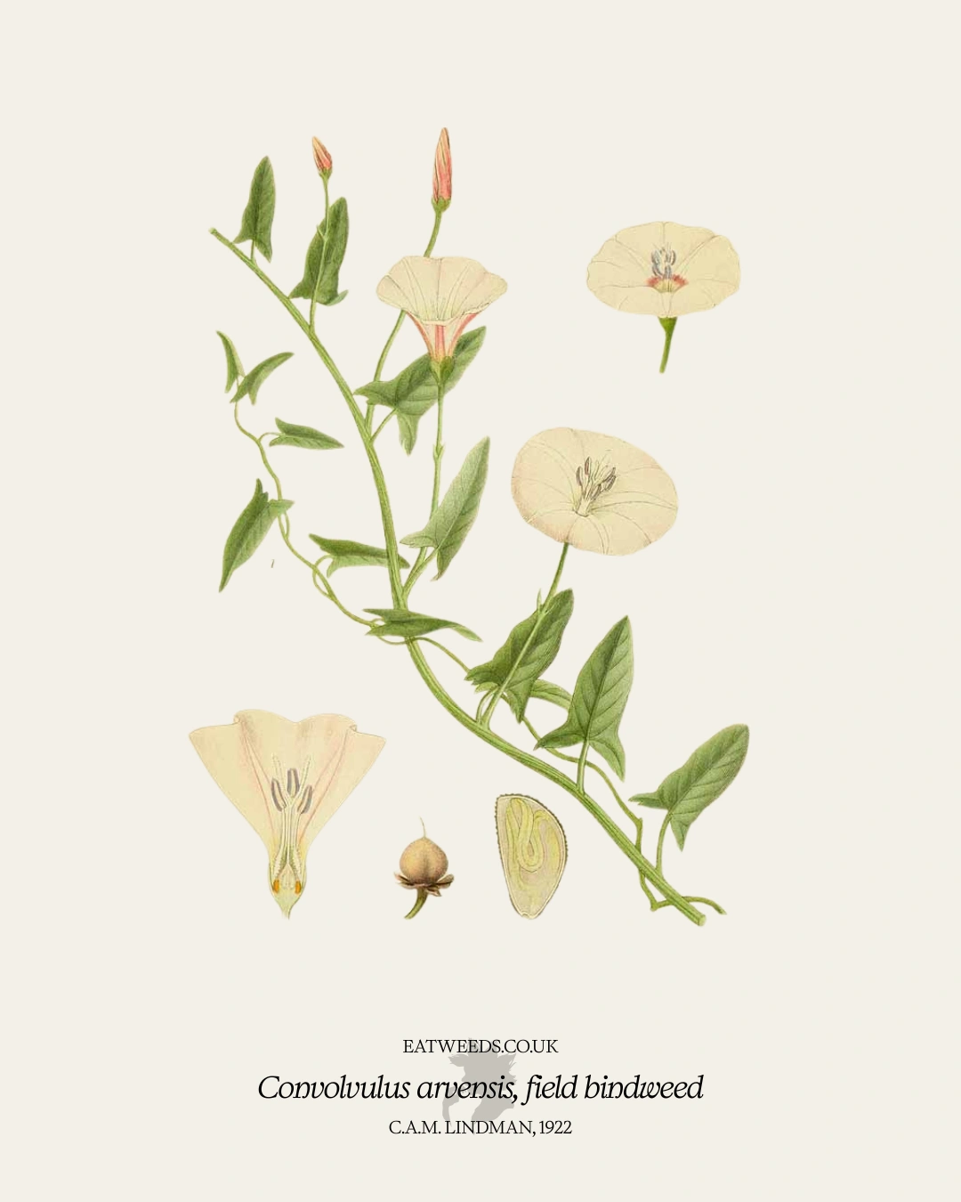 Field bindweed: A foraging guide to its food and medicine