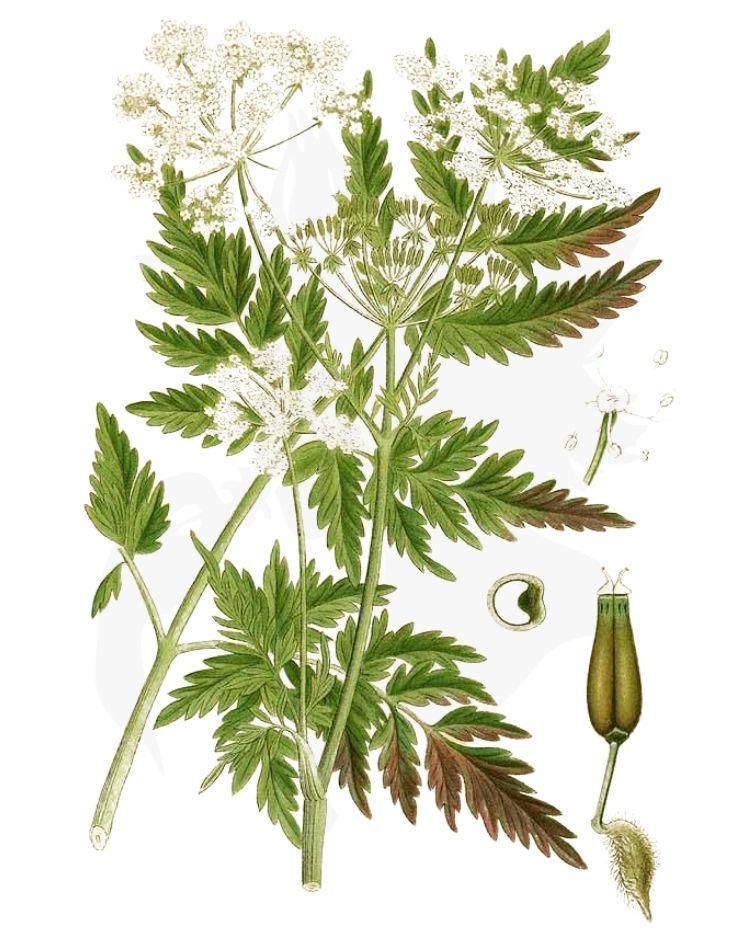 Cow Parsley A Foraging Guide to Its Food and Medicine