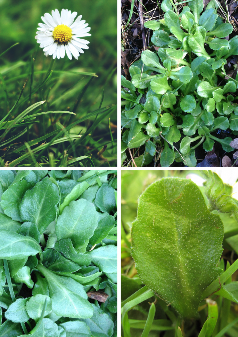 Daisy Photo Identification Guide Eatweeds