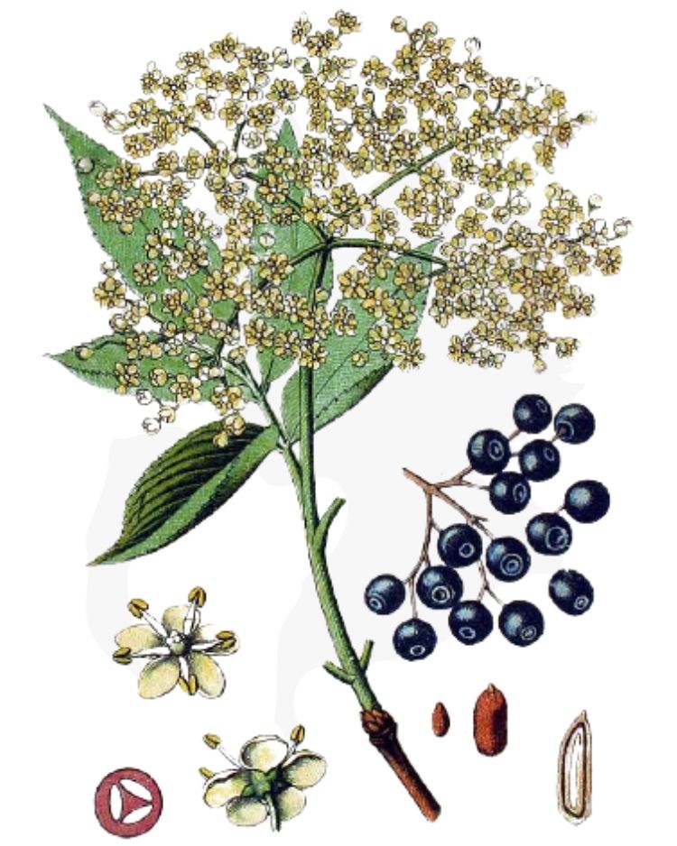 Elder Sambucus nigra