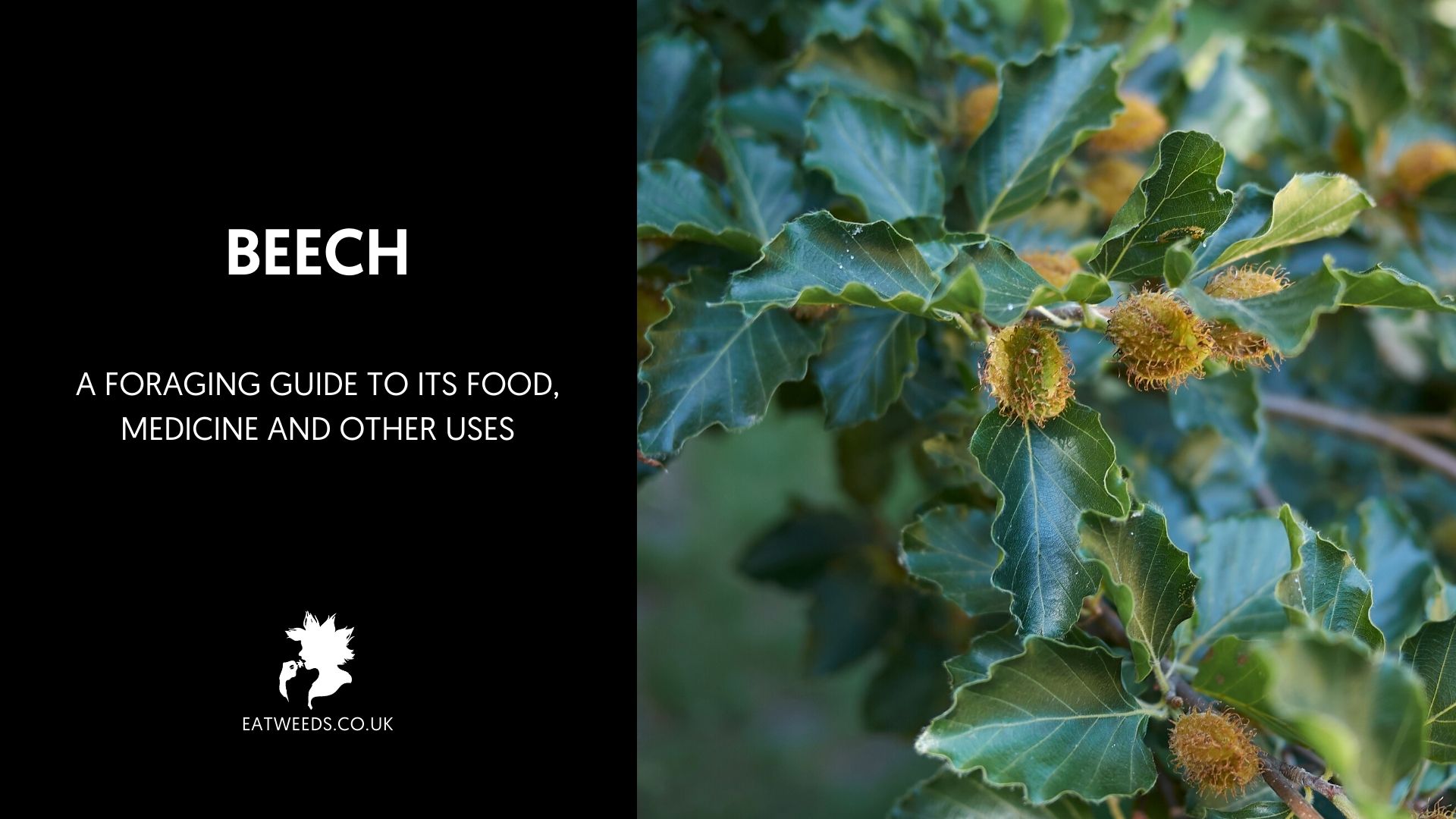 Are Beech Nuts Bad For Dogs