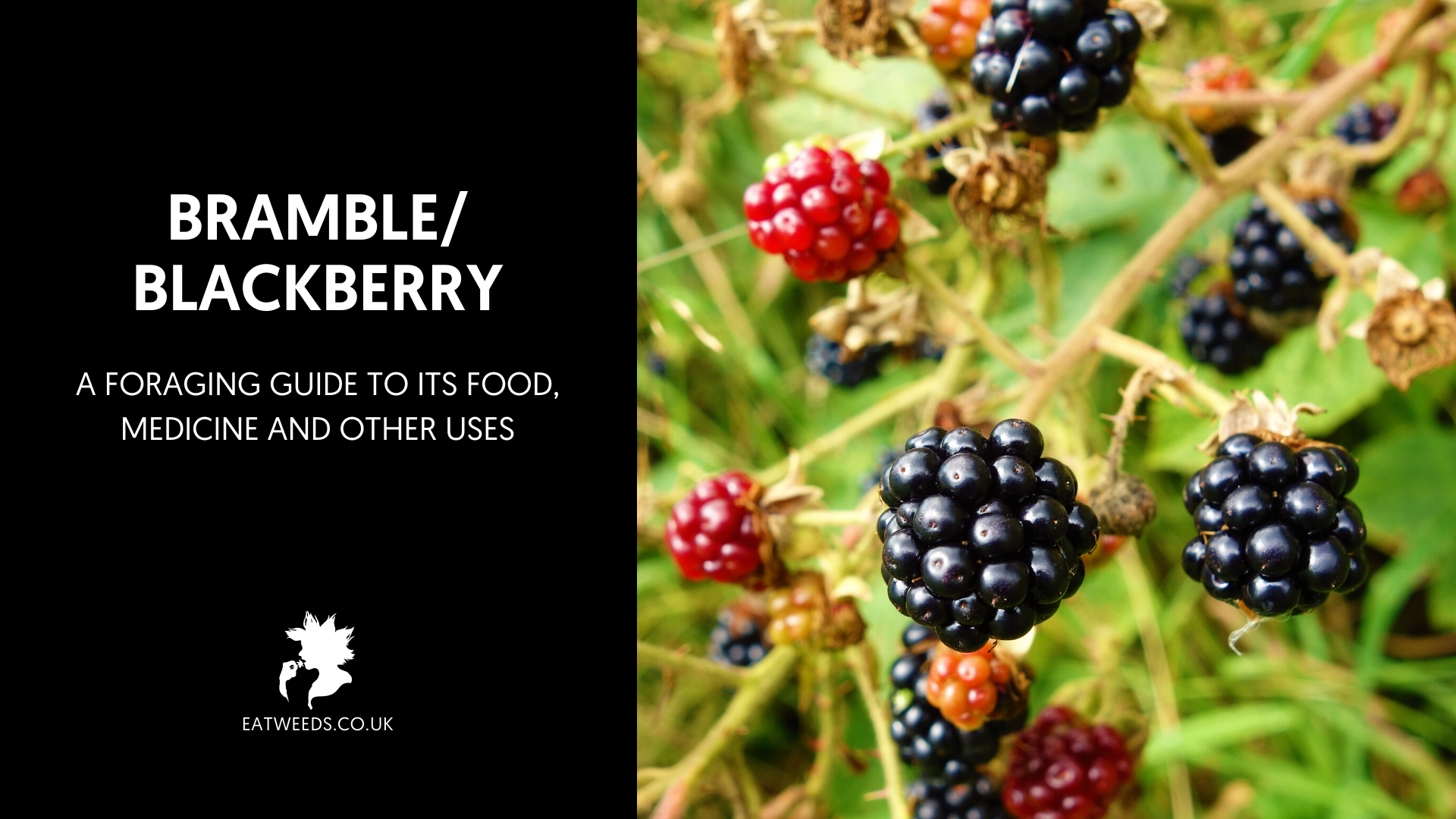 Bramble or Blackberry A Foraging Guide to Its Food and Medicine