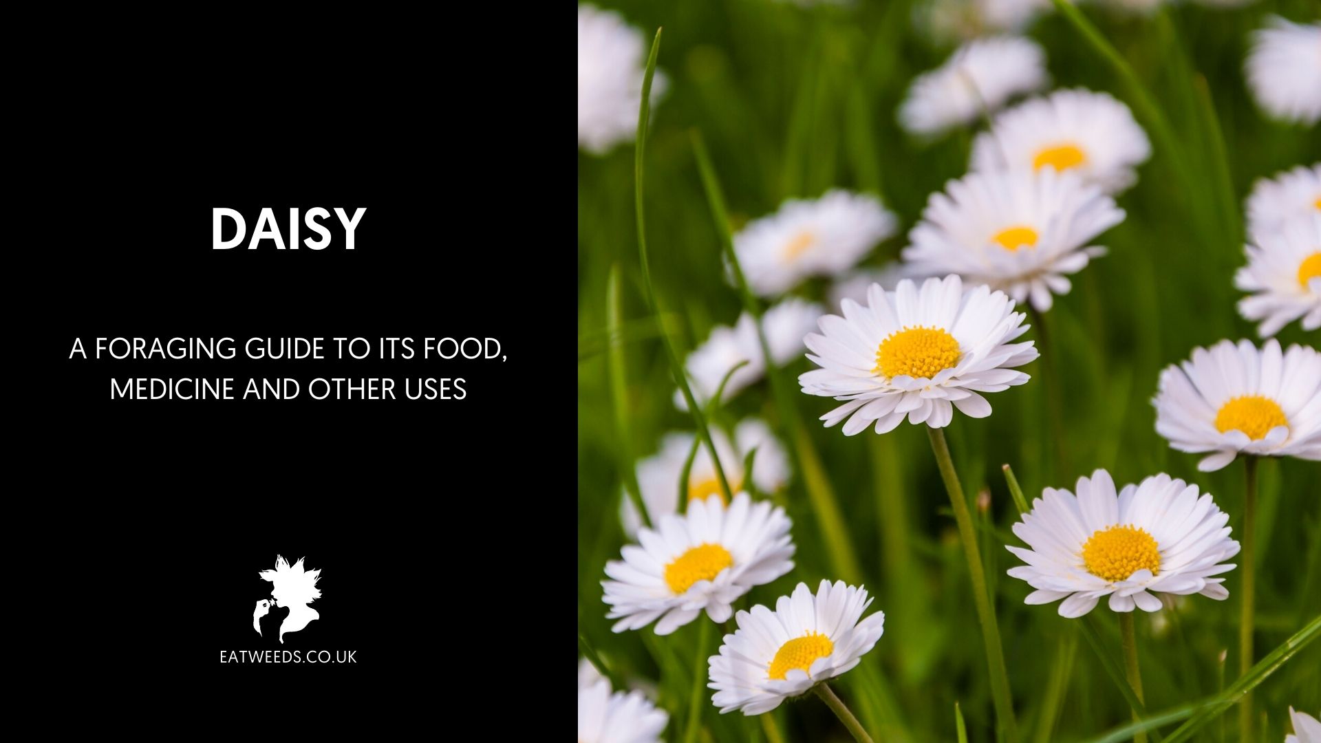 Daisy A Foraging Guide to Its Food, Medicine and Other Uses
