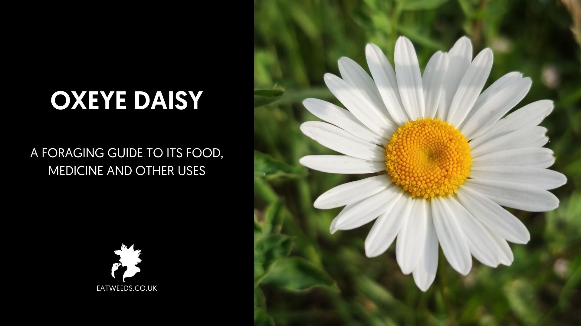 Oxaye Oxeye Daisy - A Foraging Guide to Its Food and Medicine