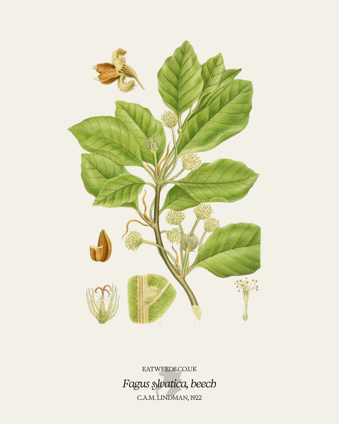 Beech - A Foraging Guide to Its Food, Medicine and Other Uses