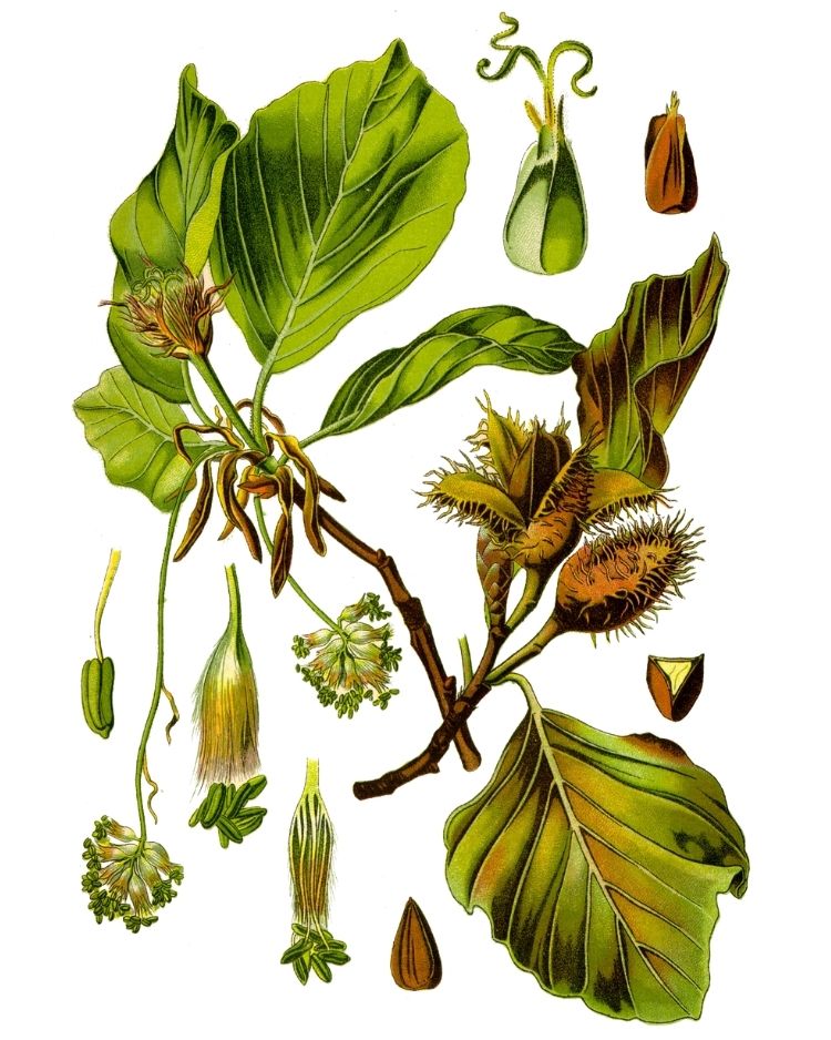 Beech - A Foraging Guide to Its Food, Medicine and Other Uses
