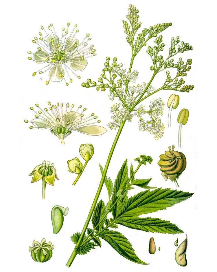 Meadowsweet - A Foraging Guide to Its Food, Medicine and Other Uses