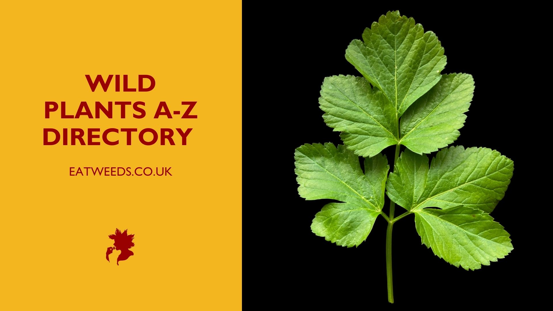 Find A Plant Wild Plants AZ Directory