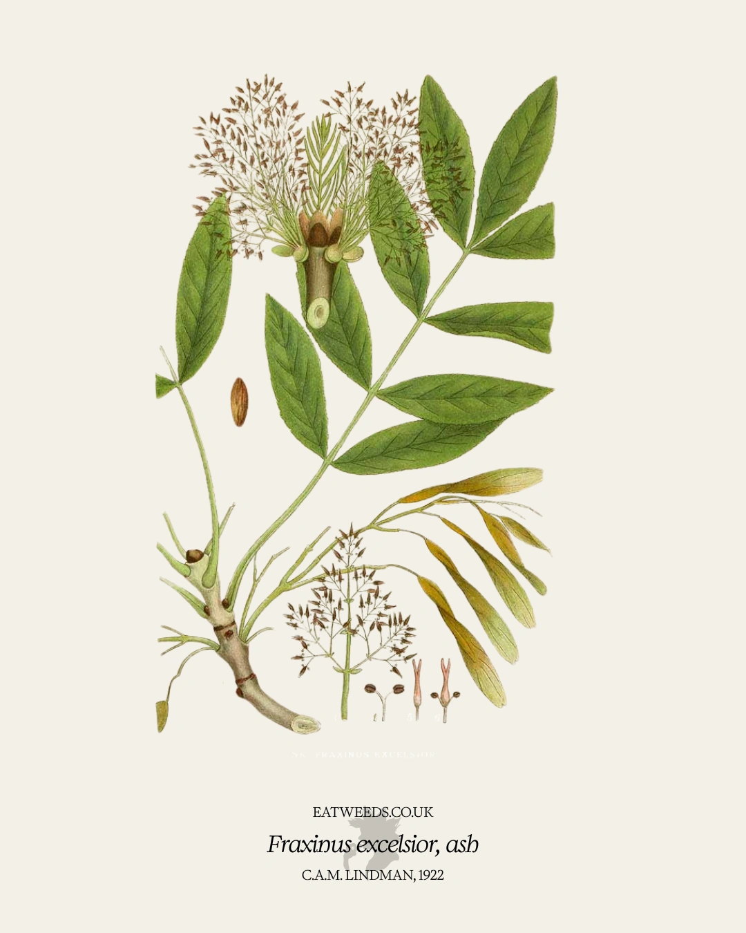 Ash - A Foraging Guide to Its Food, Medicine and Other Uses