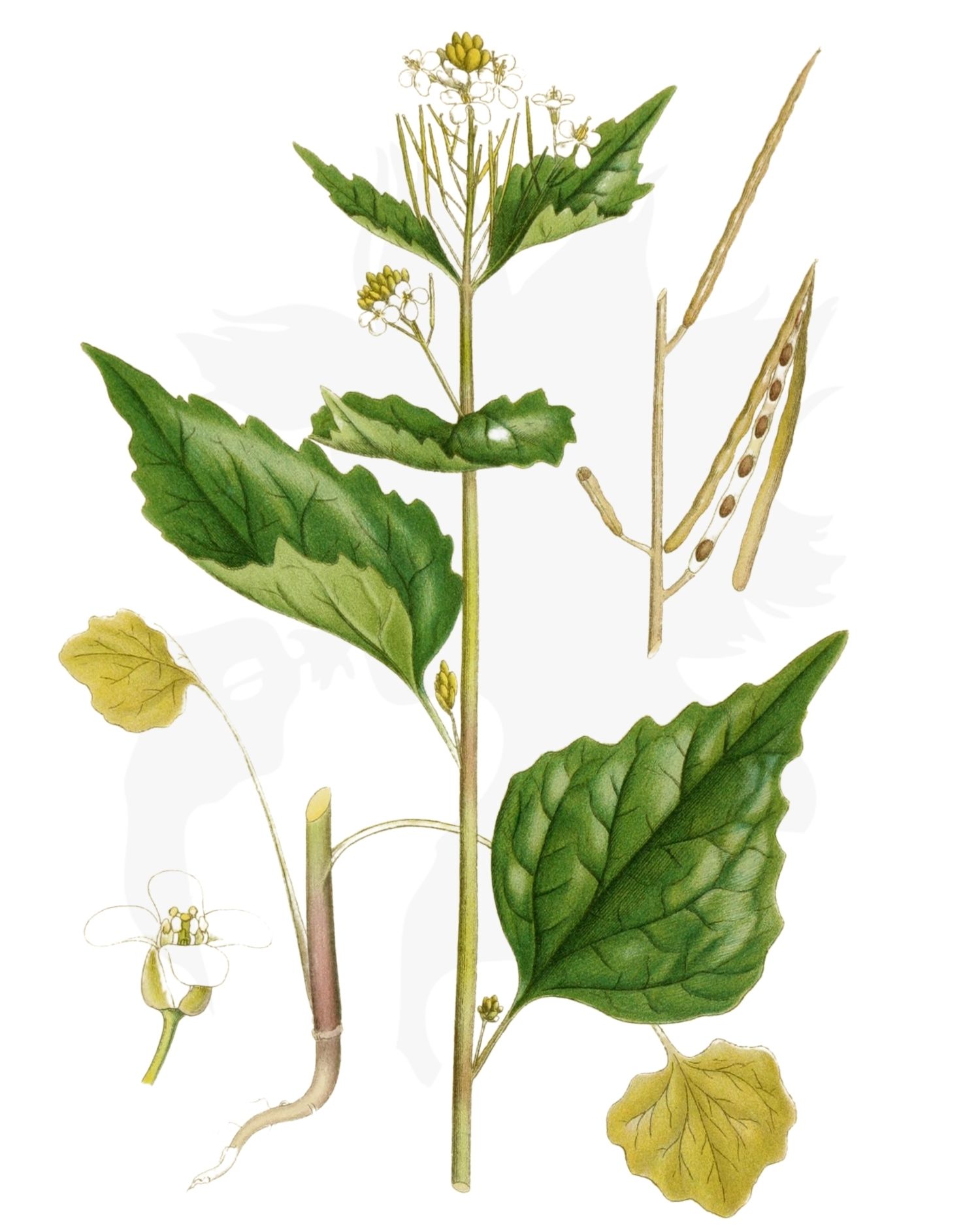 Garlic Mustard A Foraging Guide to Its Food, Medicine and Other Uses