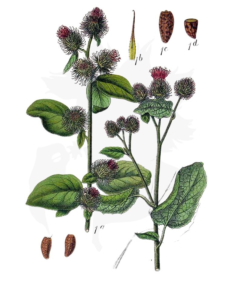 Lesser Burdock Arctium minus