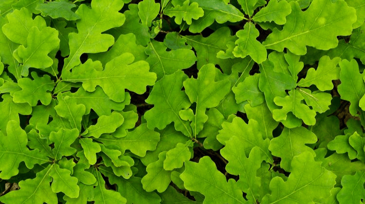 Oak - A Foraging Guide to Its Food, Medicine and Other Uses