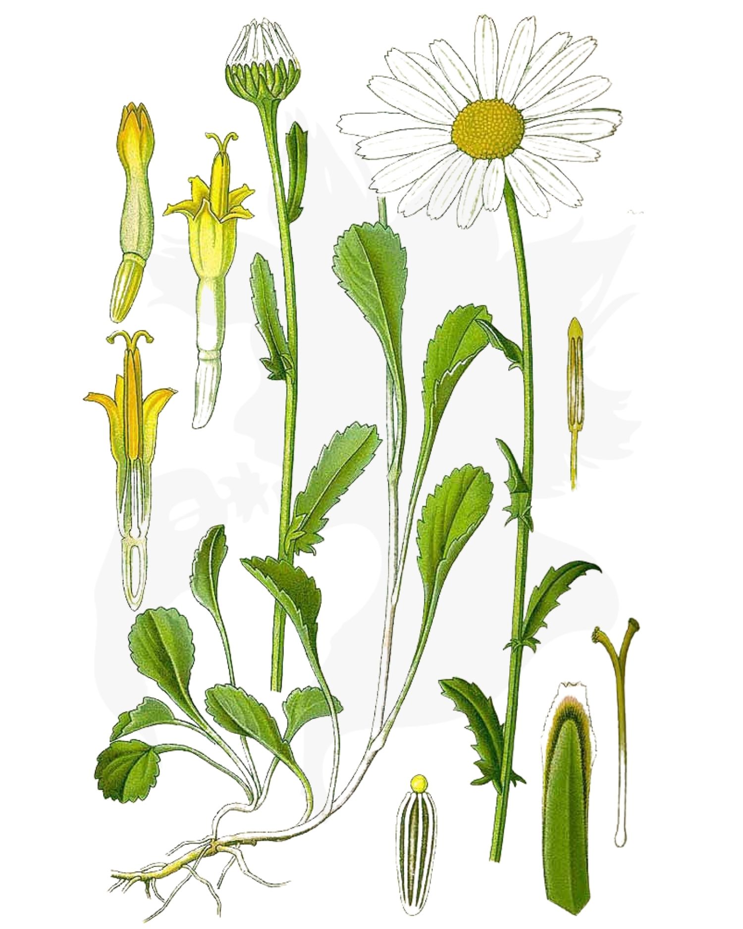 Oxeye Daisy - A Foraging Guide to Its Food, Medicine and Other Uses