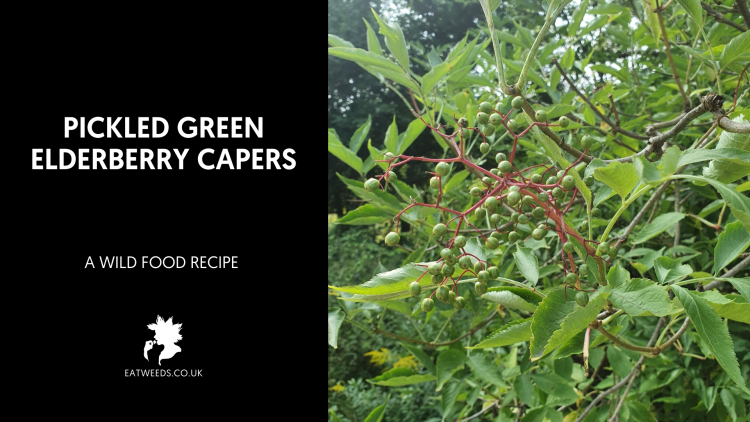 Pickled Green Elderberry Capers - EATWEEDS