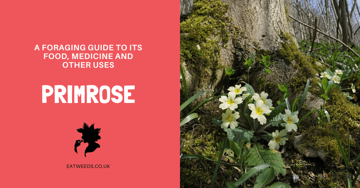 Primrose A Foraging Guide to Its Food, Medicine and Other Uses