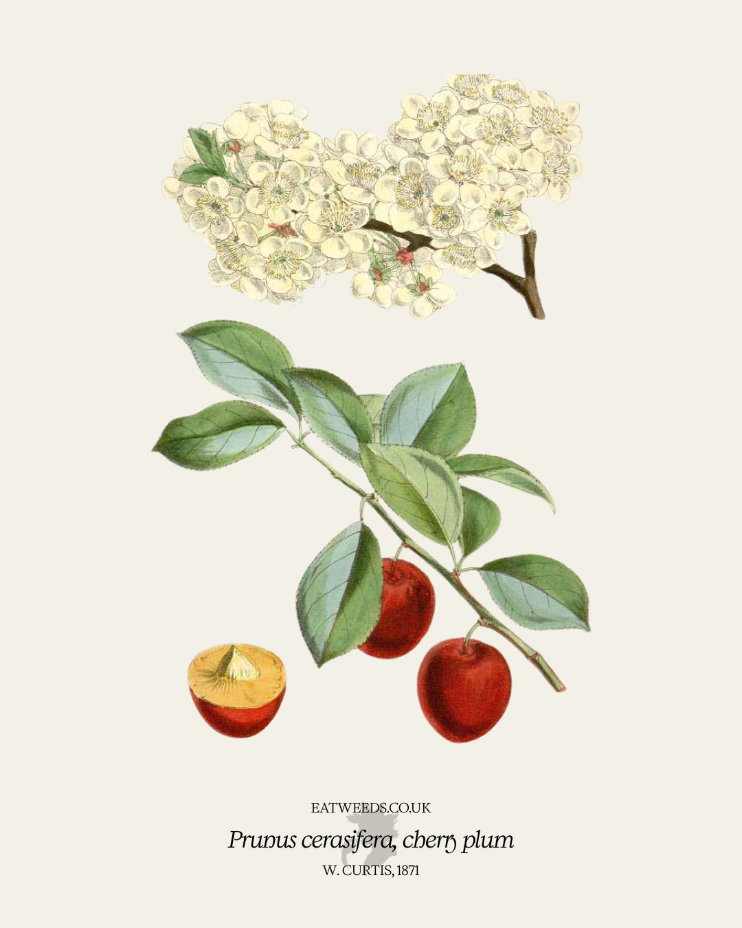 Cherry Plum: A Foraging Guide to Its Food, Medicine and Other Uses