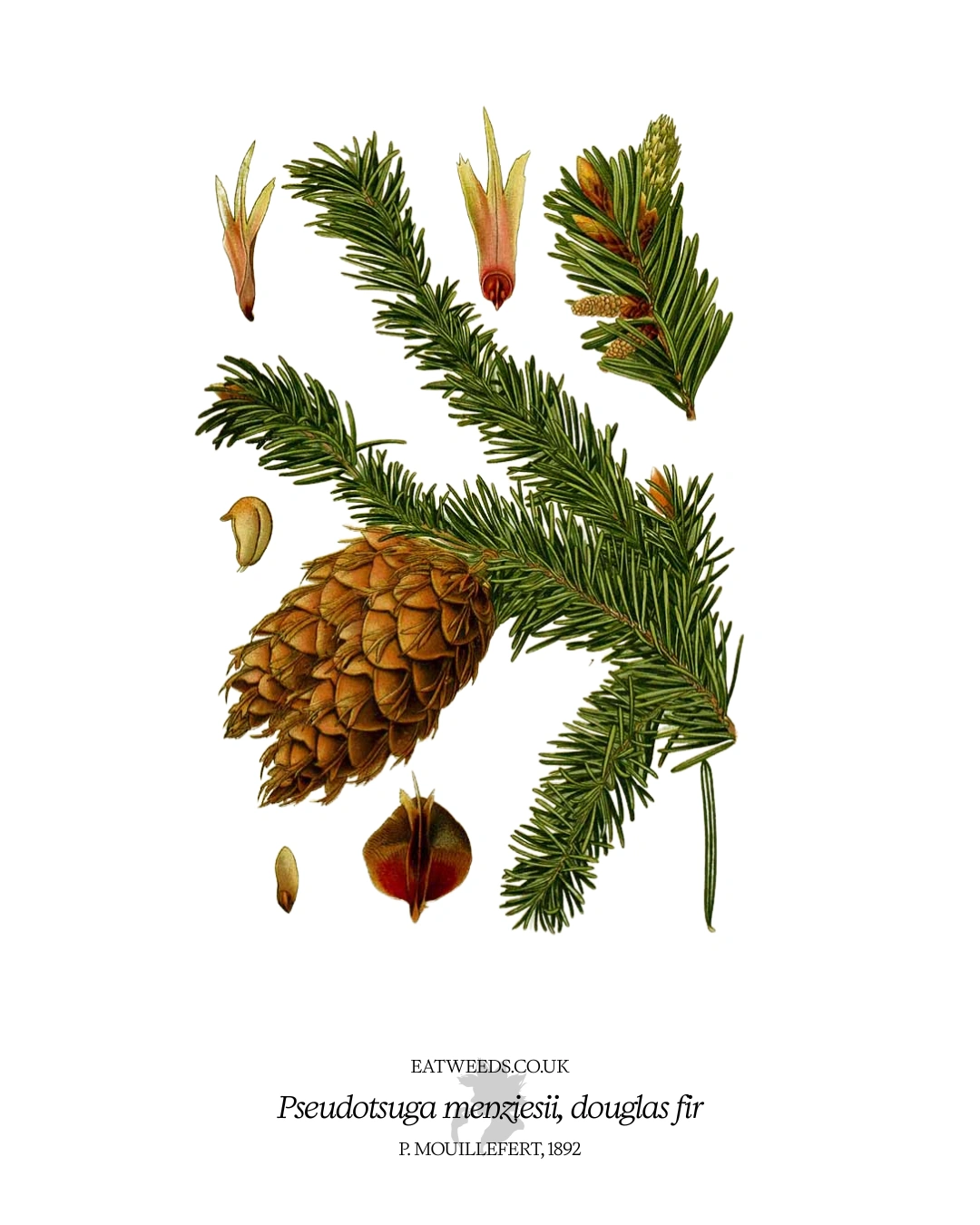 Douglas fir
