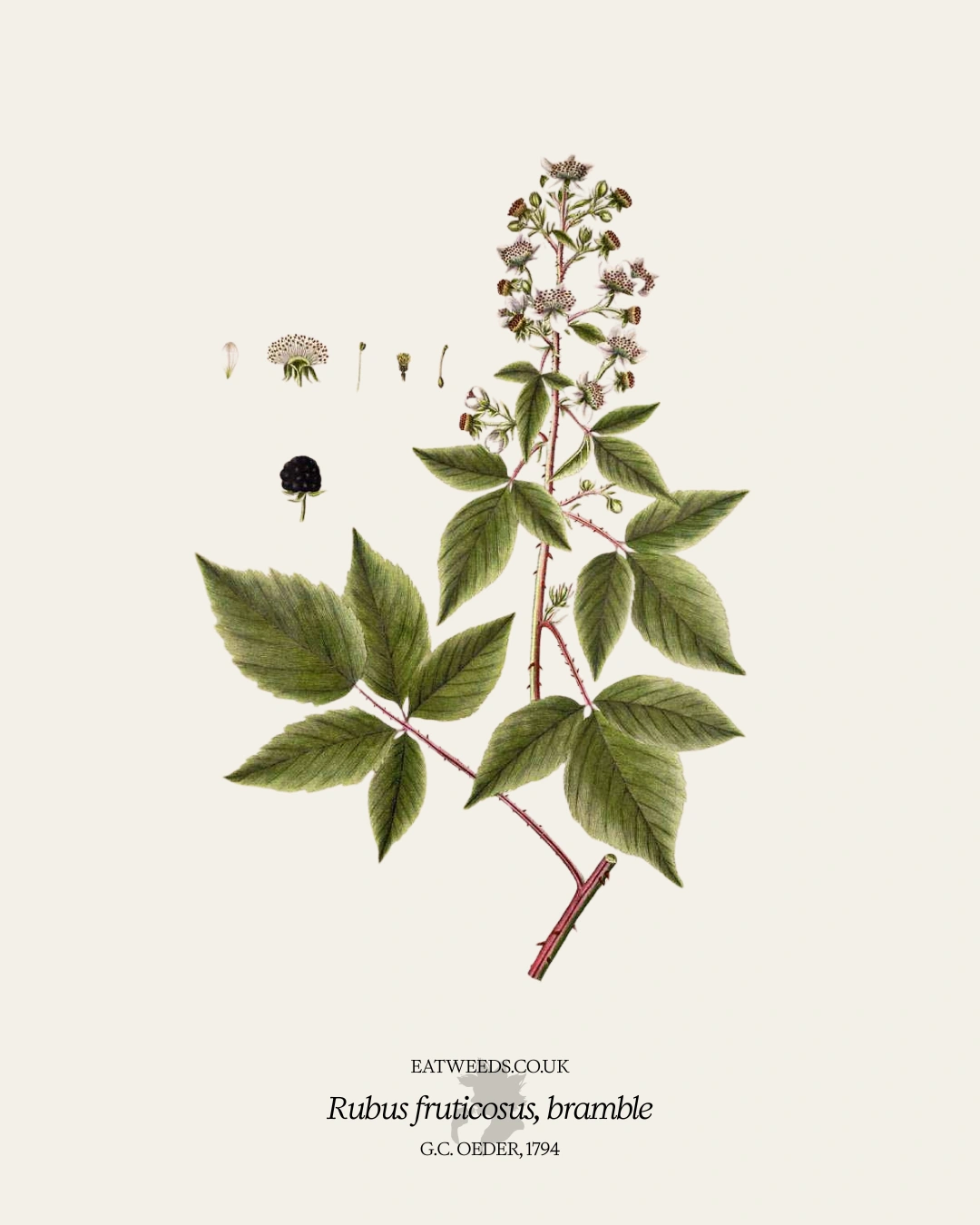 Blackberry - A Foraging Guide to Its Food, Medicine and Other Uses